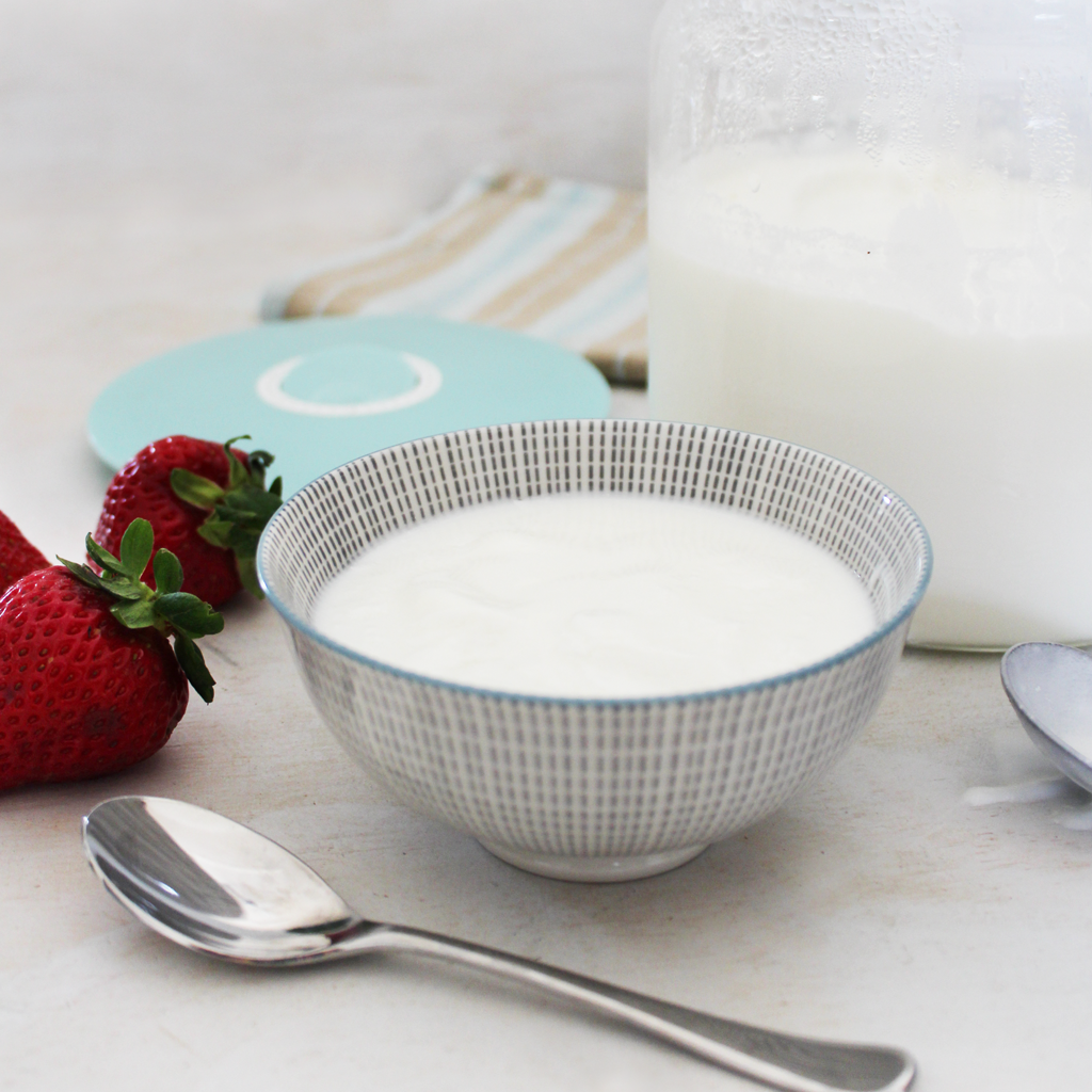 24-Stunden Ziegenmilchjoghurt für SCD und GAPS